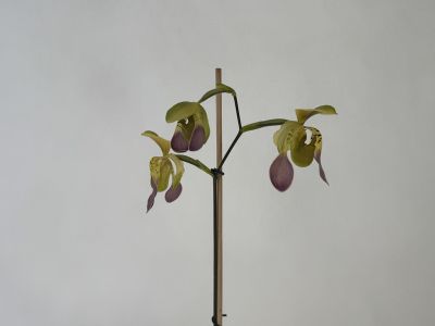 Elegante Paphiopedilum lowii var. semi-alba Orchidee mit drei auffälligen Blüten an einem Stiel. Grünlich-gelbe obere Blütenblätter mit dunklen Sprenkeln, herabhängende tief violett-rote beutelförmige Lippe. Mit Stab, vor hellem Hintergrund.